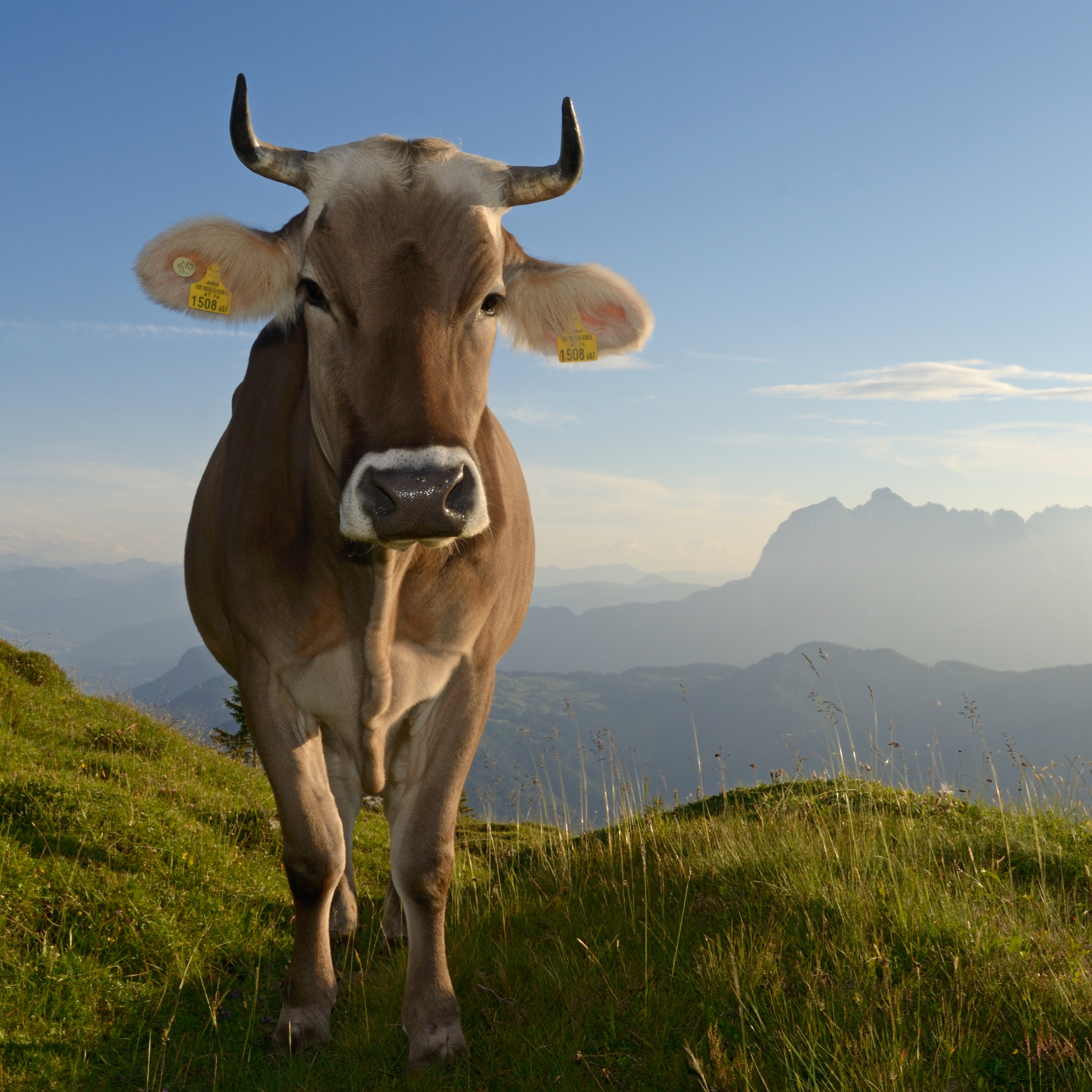 Kuh auf der Eggenalm ©Eisele Hein.jpg